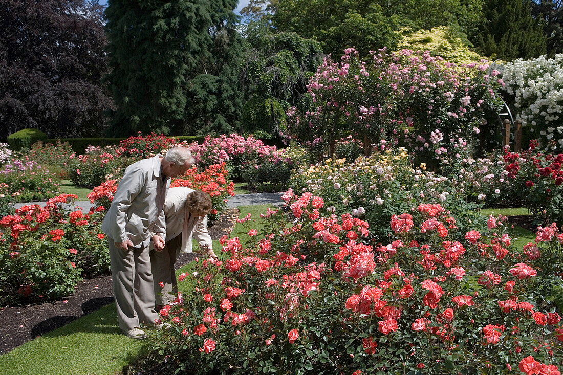 Couple in Rose Garden, Christchurch Botanic Gardens, Hagley Park, Christchurch, South Island, New Zealand