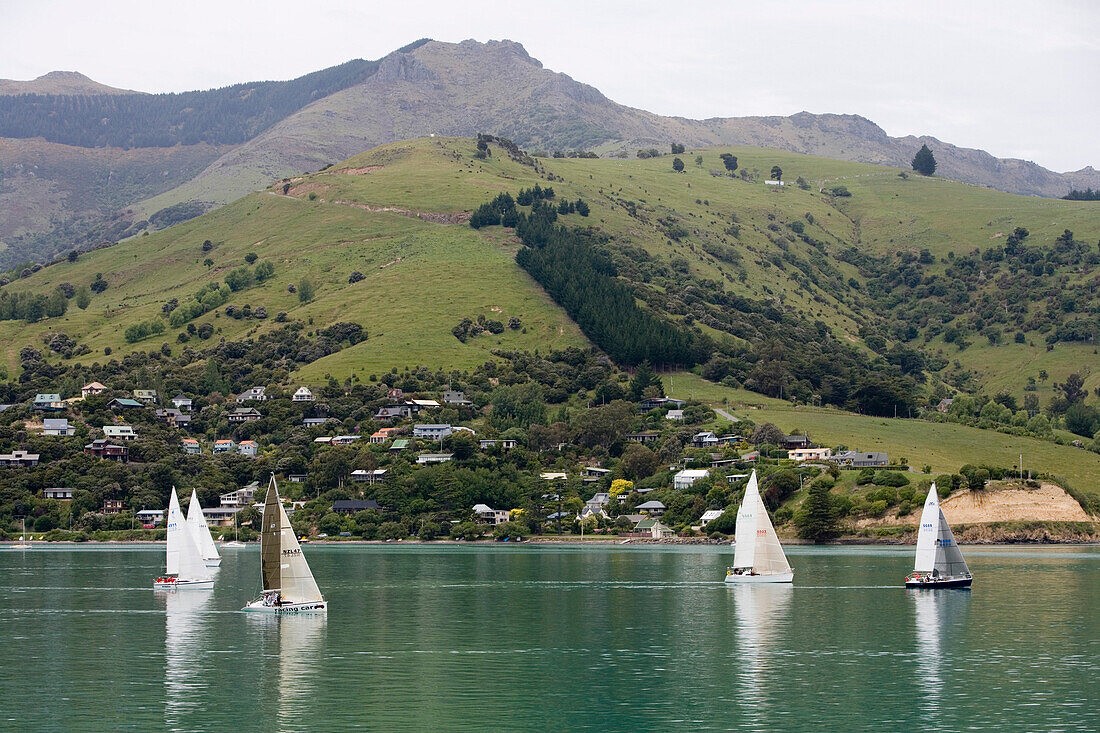 Segelregatta im Hafen von Akaroa, Banks Peninsula, Südinsel, Neuseeland