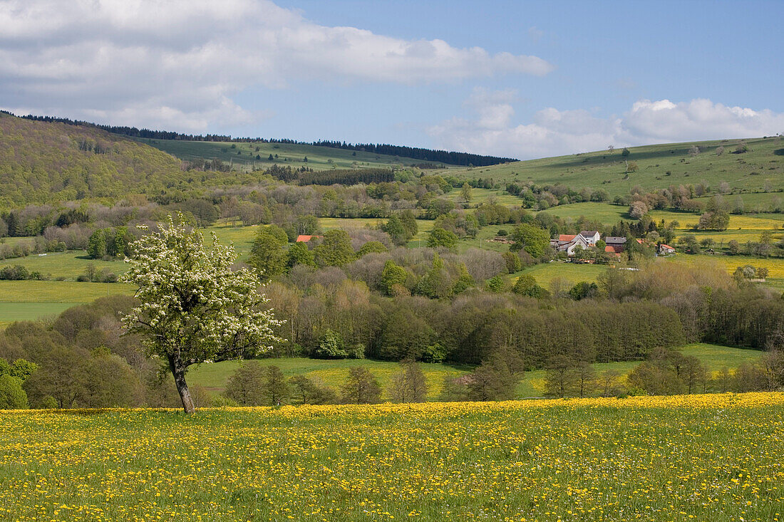 Apple Tree and Spring Meadows, Near Ehrenberg Wuestensachsen, Rhoen, Hesse, Germany