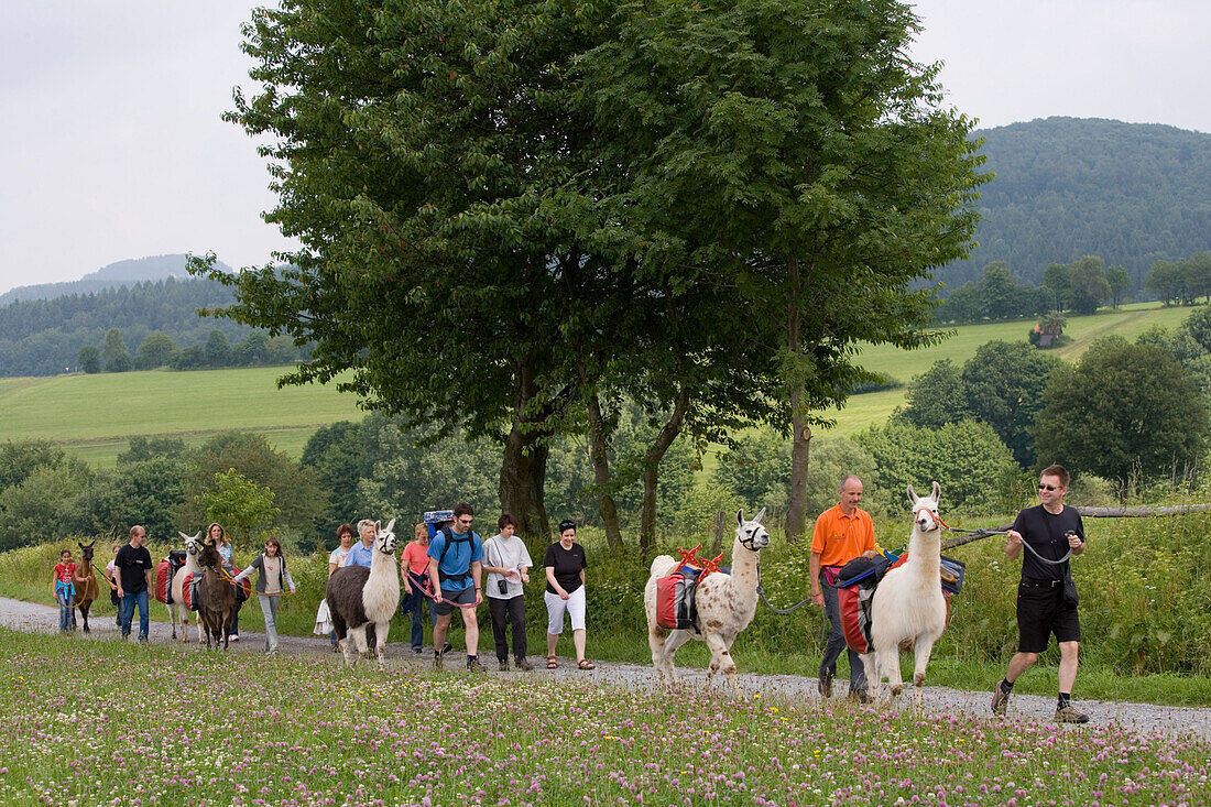 A group of people on a hiking tour with Llamas, Nuedlings Rhoen Lama Trekking, Poppenhausen, Rhoen, Hesse, Germany