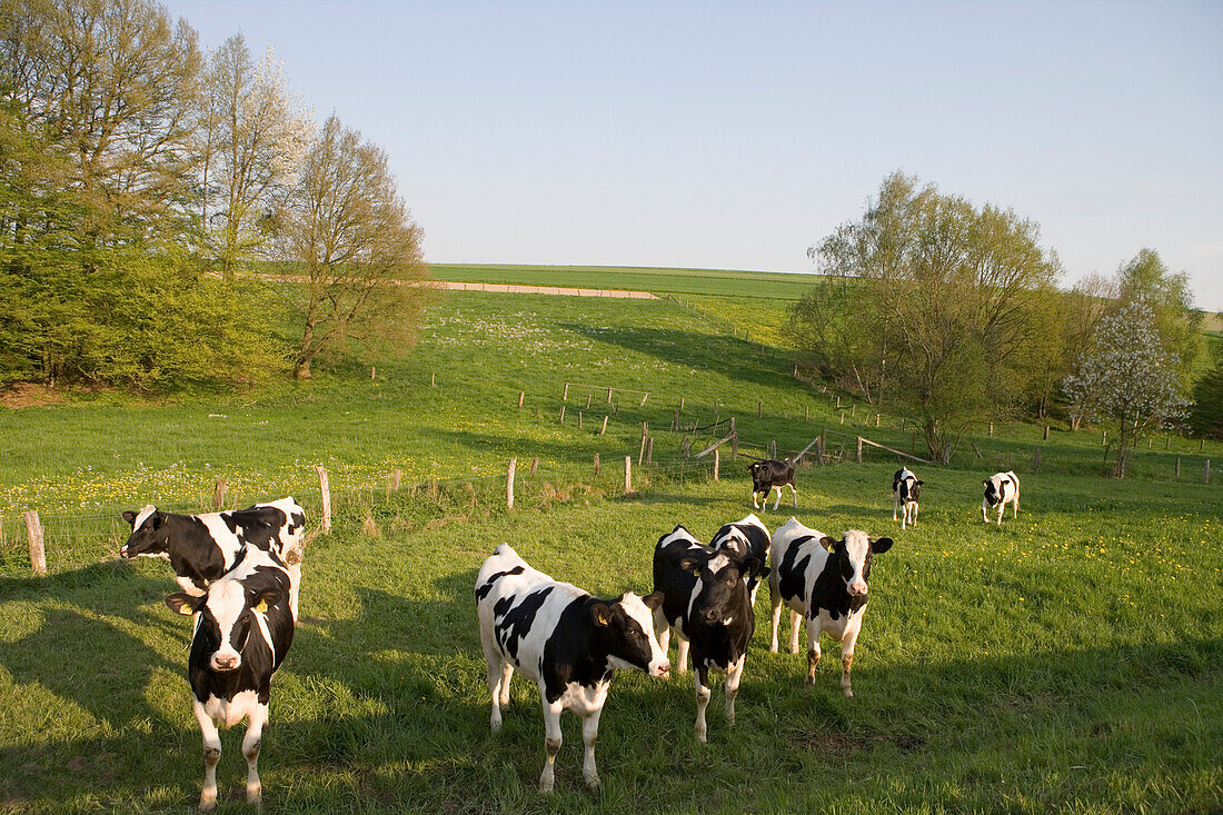 Rinder auf Wiese, Haunetal, Rhön, Hessen, Deutschland, Europa
