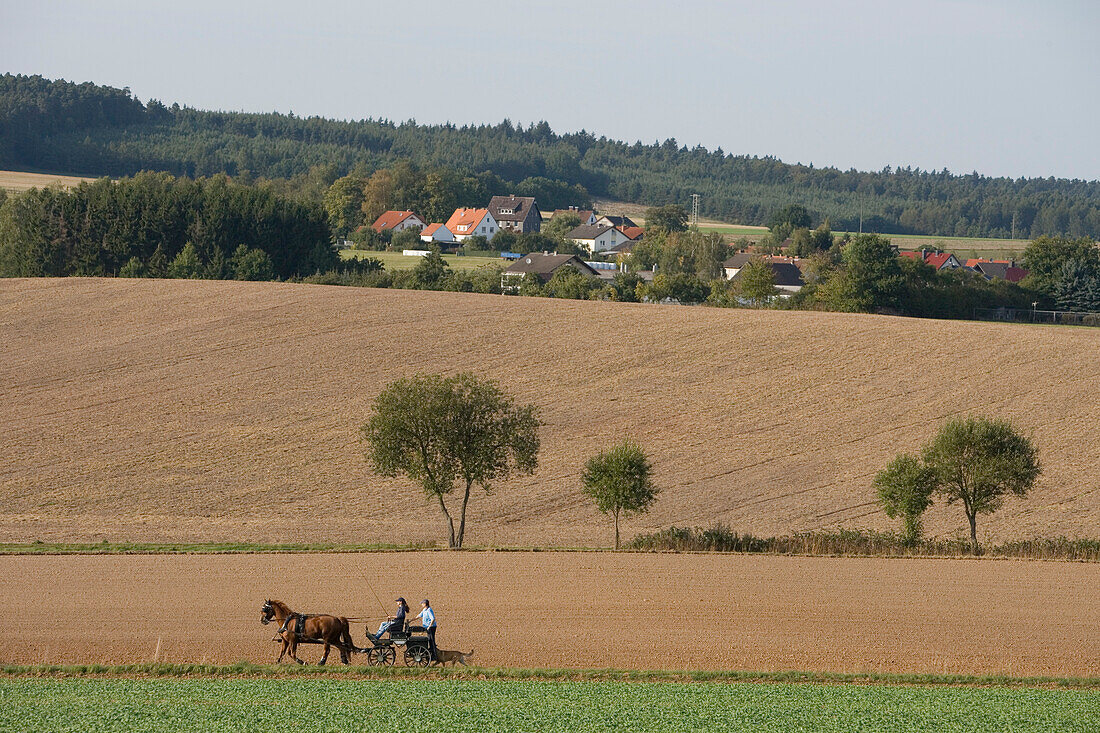Pferdekutsche im Feld, Haunetal Holzheim, Rhön, Hessen, Deutschland, Europa