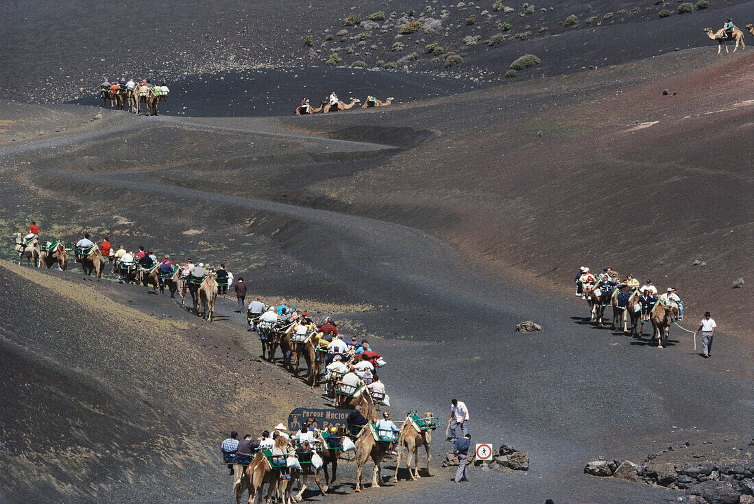 Tourists on camels, Montanas del Fuego, Lanzarote, Canaries, Canary Islands, Spain, Europe