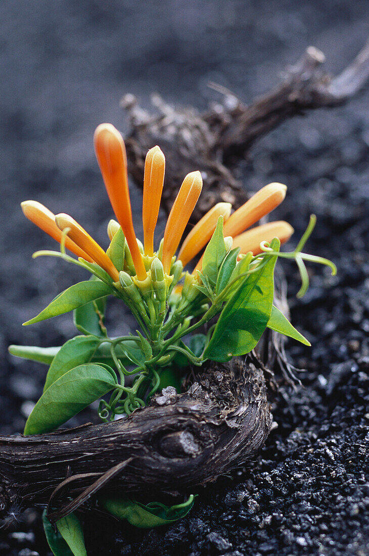 Close up of Honeysuckle, Lanzarote, Canaries, Canary Islands, Spain, Europe