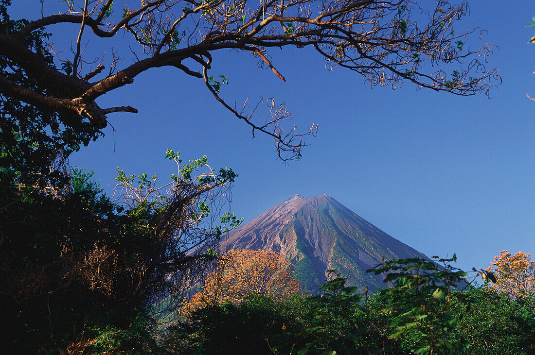 Volcano, Vulkan Conception, Elequeme Baum, Isla de Ometepe, Nicaragua, Central America, America
