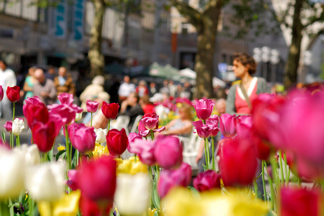 Pedestrian area with tulips in Spring, Munich, Bavaria, Germany