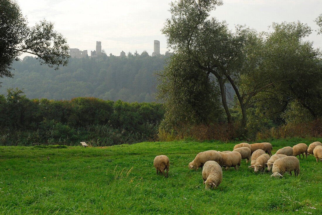 Sheep along the Werra river in front of the ruins of castle Brandenburg, Thuringia, Germany
