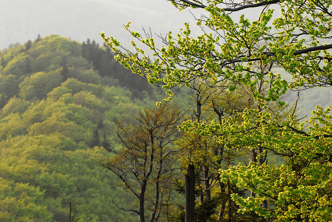 View to the west from Inselsberg in spring, Rennsteig, Thuringia, Germany