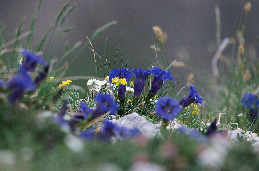 Ligurischer Enzian, Gentiana Ligustica, Apennin, Monti Sibillini Nationalpark, Italien