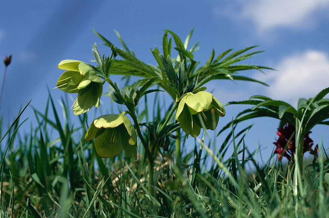 Hellebore, Monti Sibillini, National Park, Italy