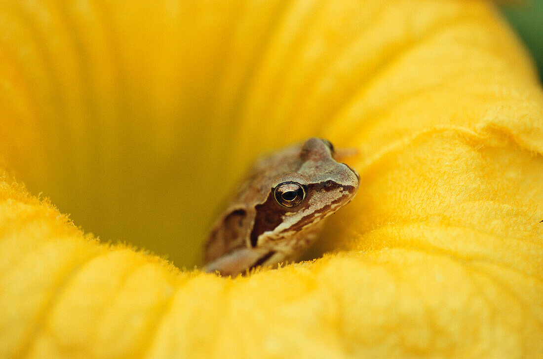 Nahaufnahme von einem Springfrosch in Blume, Blüte, Rana Dalmatina, Natürliche Schönheit, Bayern, Deutschland