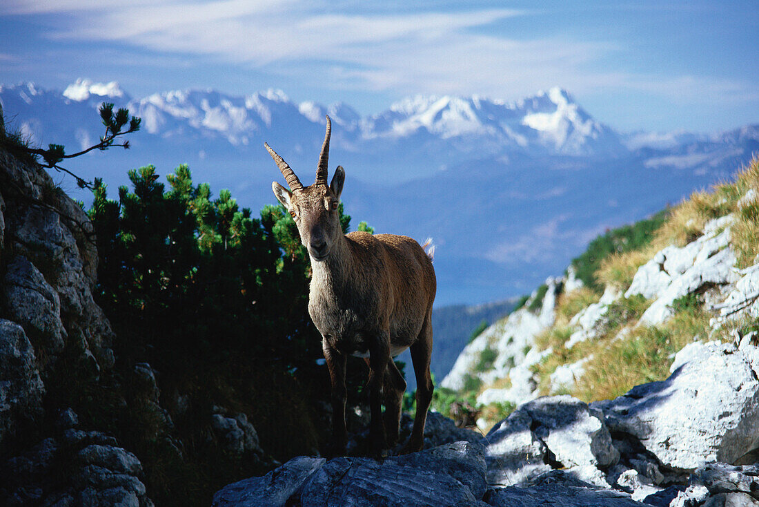 Close up of an alpine ibex, standing in front of the Zugspitze and Karwendel mountains, Bavarian Alps, Bavaria, Germany