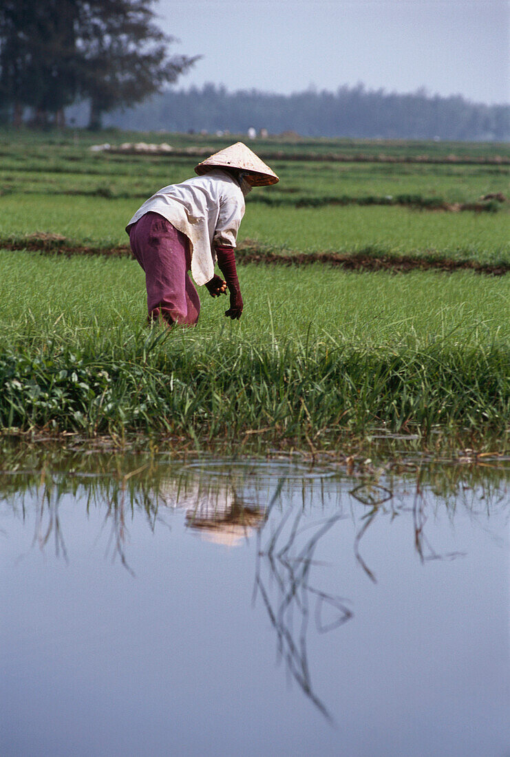 Woman working in a rice field, Rural Scene, Danang, Vietnam