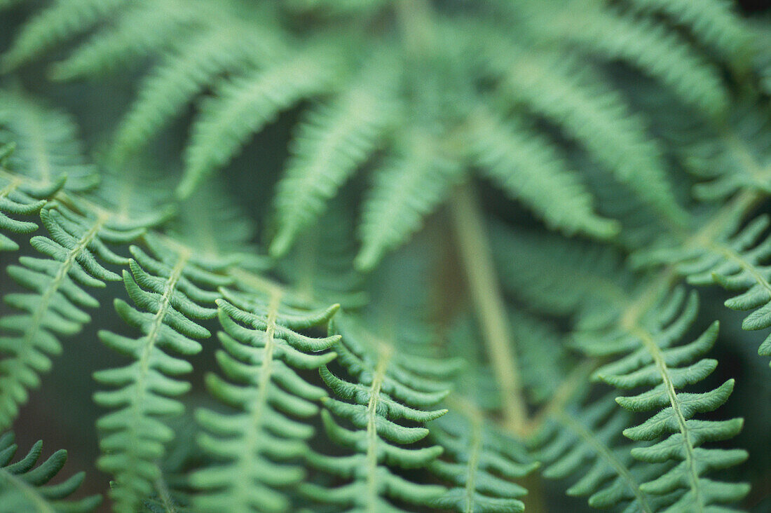 Close up of green fern leaves, Sark, Channel Islands, Great Britain