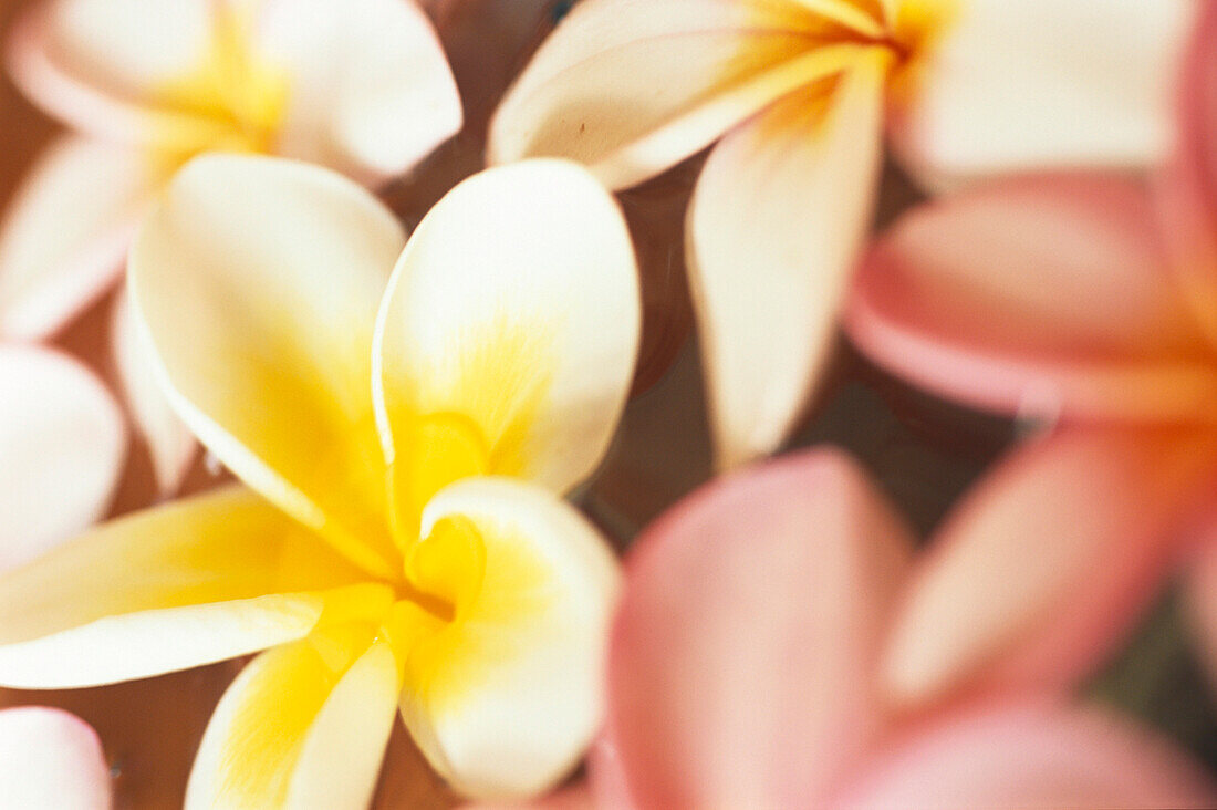 Nahaufnahme von Frangipaniblüten, Frangipani, Blüten, Blumen, Natürliche Schönheit, Mauritius, Afrika