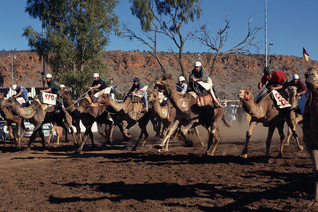 Ein Kamelrennen, Camel Cup in Alice Springs, Northern Territory, Australien