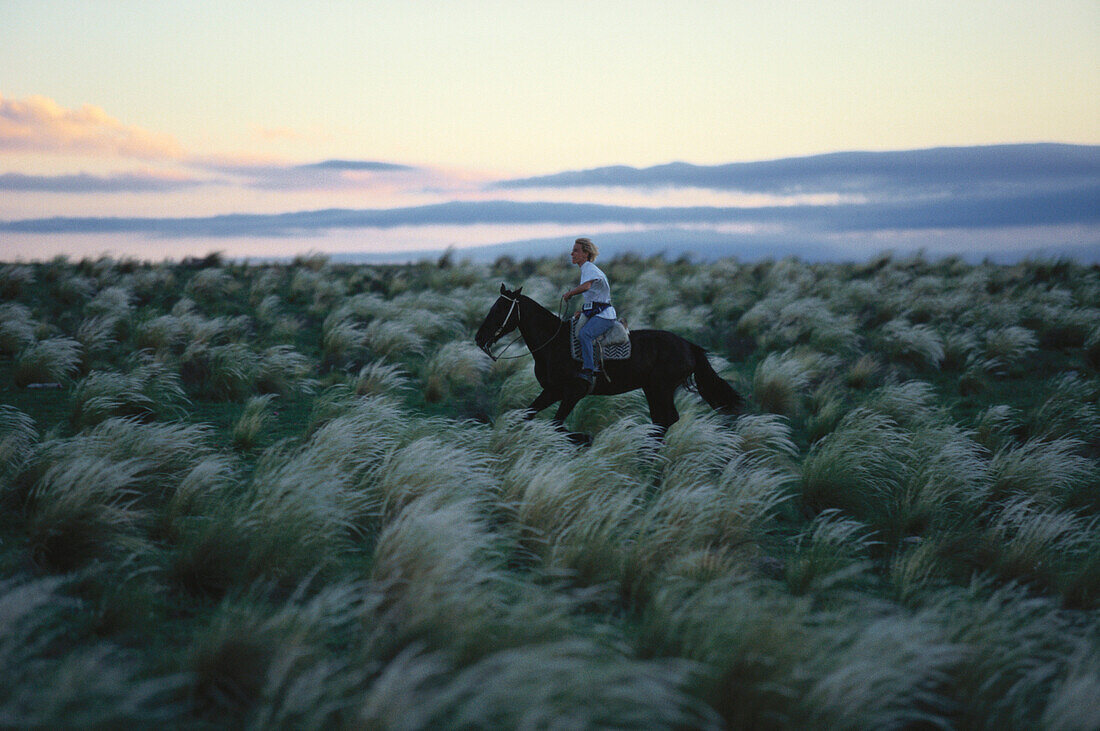 Person on horseback on the prairie, Horse, Landscape, La Falda, Argentina