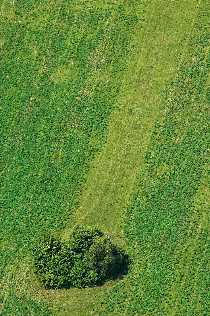 Grünes Feld mit Baum von oben, Vogelperspektive, Landschaft