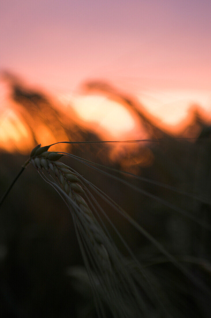 Wheat in a field at sunset, Cornfield in the evening light, Agriculture, Close up