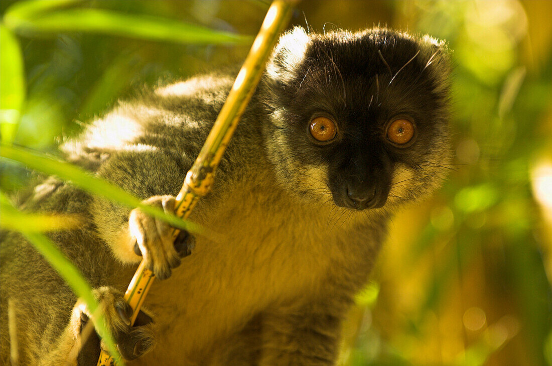 Nahaufnahme von einem Lemur, Madagaskar, Afrika