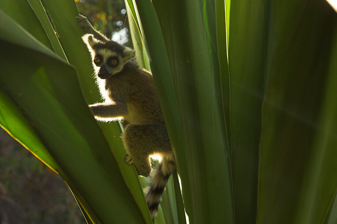 Nahaufnahme von einem Lemur, Madagaskar, Afrika