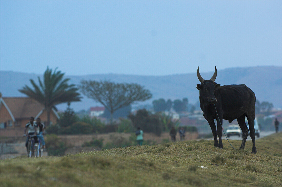 A cow in a field near a small town, Madagascar, Africa