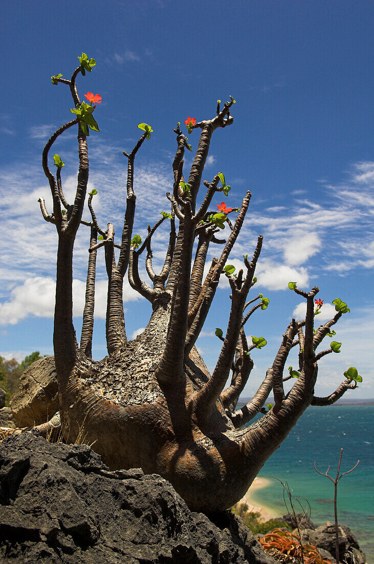 Nahaufnahme einer Pflanze, Madagaskar, Afrika