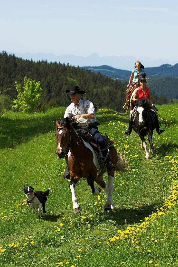 Drei Reiter im Trab mit einem Hund durch die Wiese, Mühlviertel, Oberösterreich, Österreich