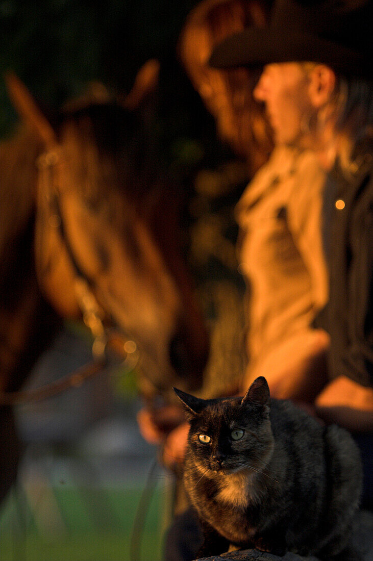 A horserider at sunset, cat in the foreground, Muehlviertel, Upper Austria, Austria