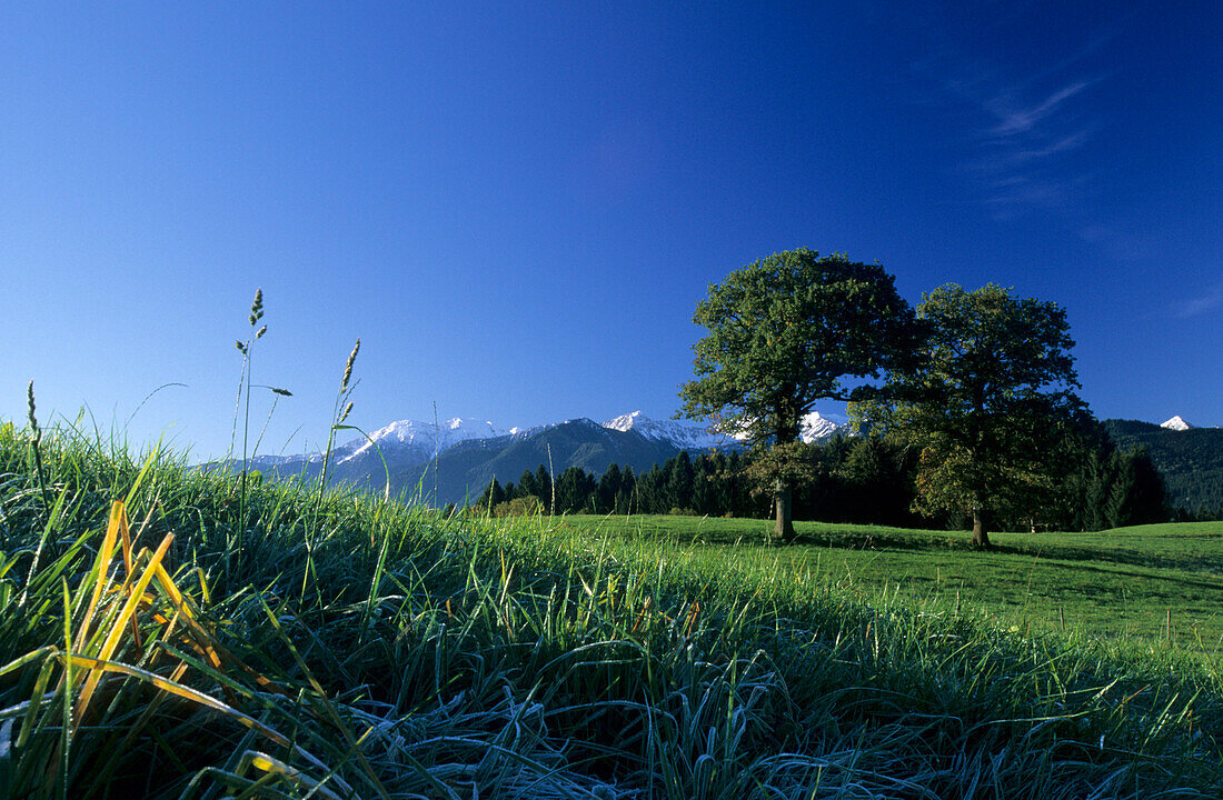 View over meadow with trees to snow covered mountains of Spitzing range, Leitzachtal, Upper Bavaria, Bavaria, Germany