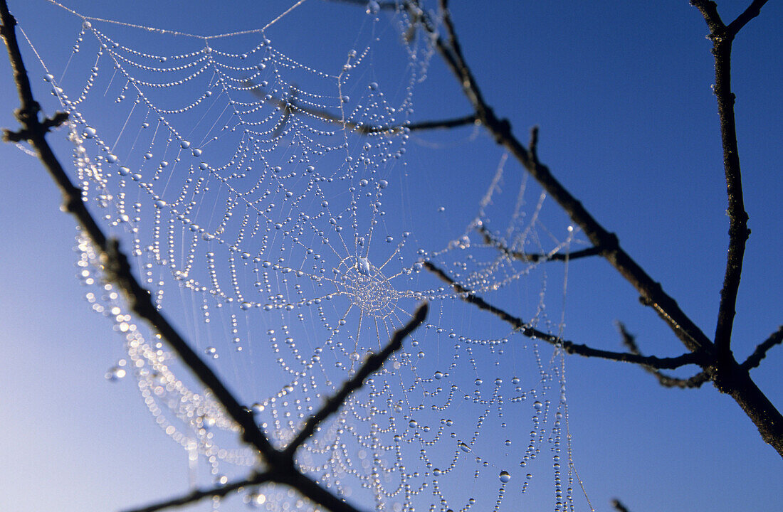 Spinnennetz mit Tautropfen zwischen Ästen aufgespannt, Oberbayern, Bayern, Deutschland