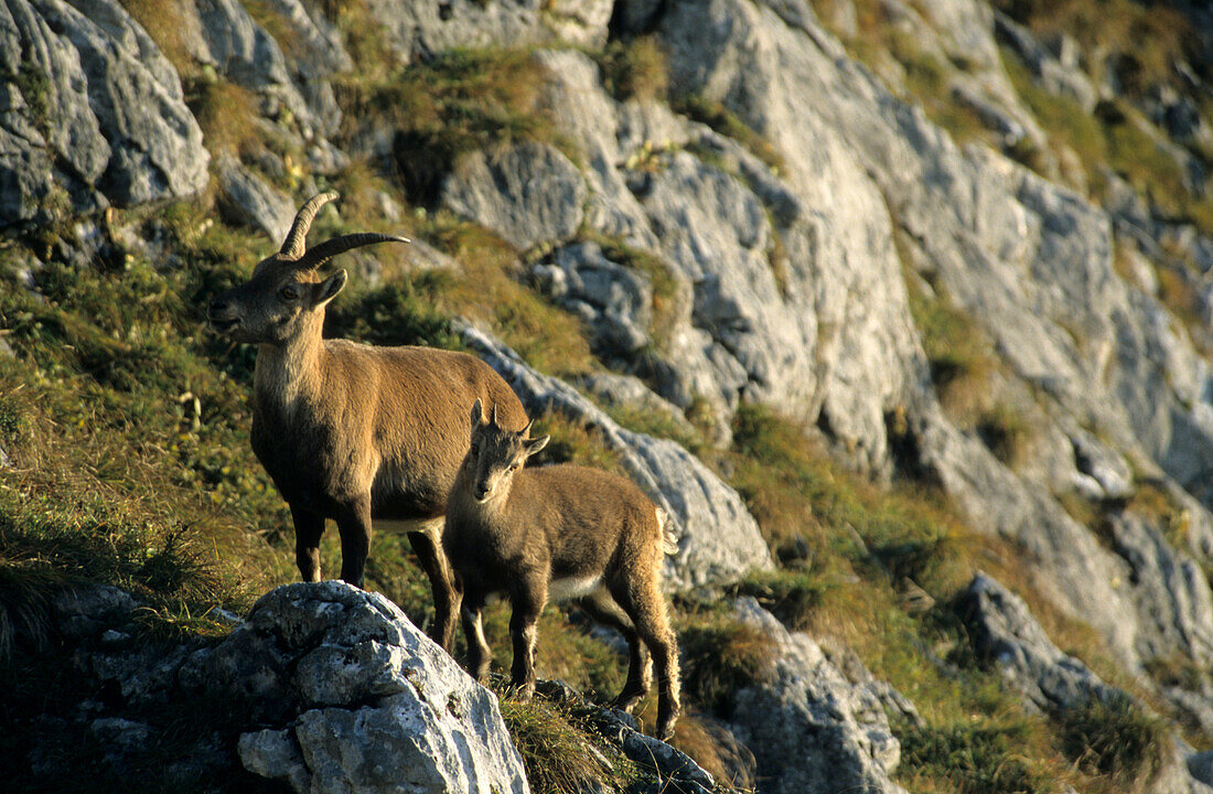 Steinbock-Geiß mit Kitz, Benediktenwand, Oberbayern, Bayern, Deutschland