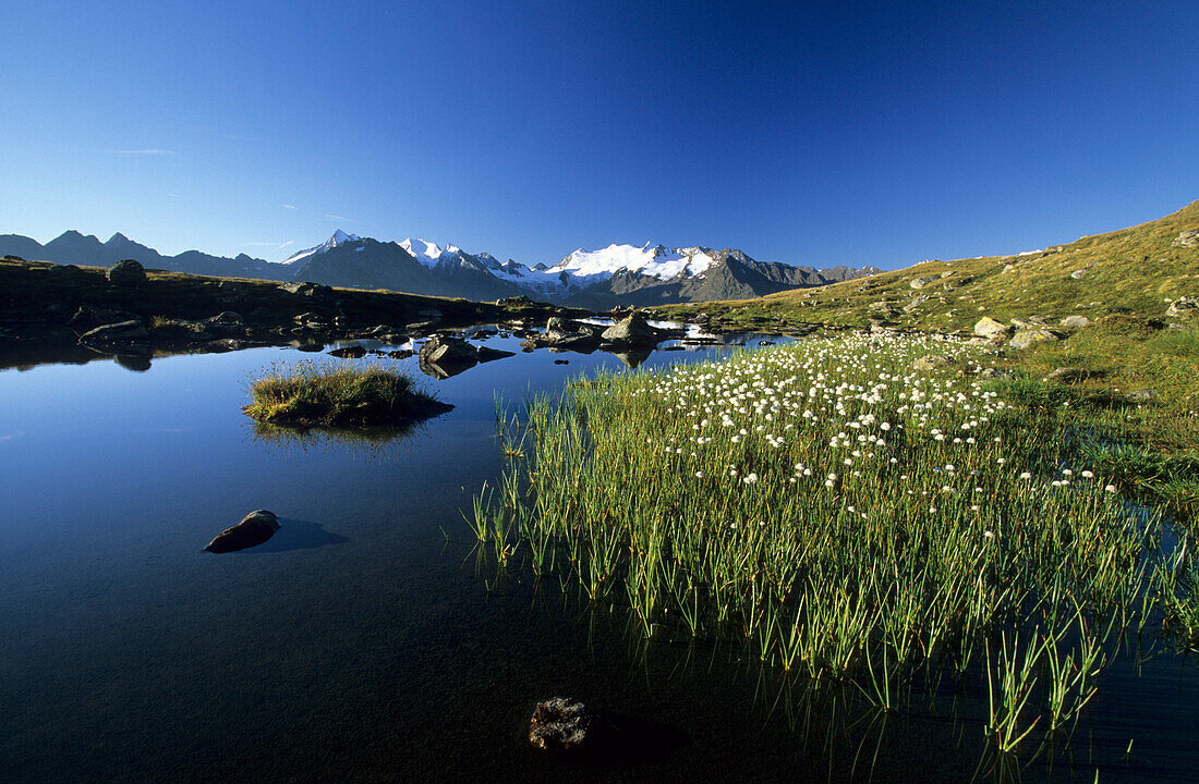 lake Soomsee with cotton grass and snow-covered range of Ötztaler Alpen, Ötztaler Alpen, Tyrol, Austria