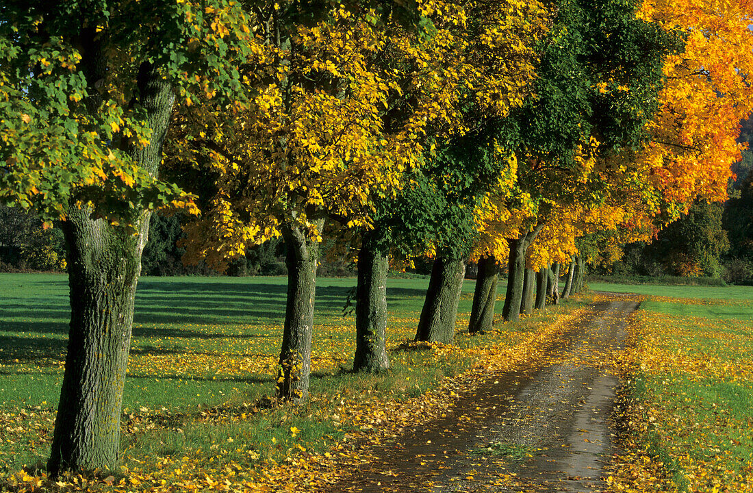 alley with trees in autumn colours and small road, Bruckmühl, Upper Bavaria, Bavaria, Germany