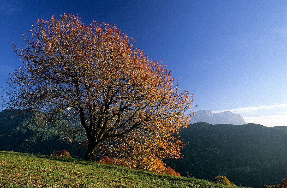 herbstlich verfärbeter Kirschbaum, Grödnertal, Südtirol, Italien