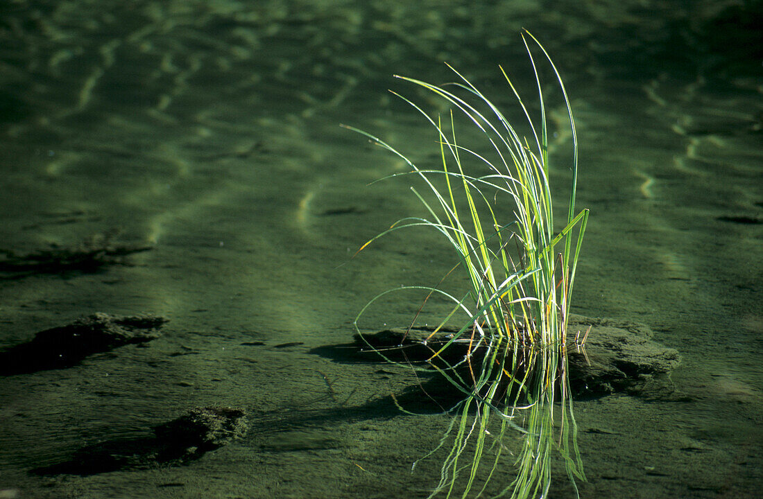 reed in lake Weitsee, Upper Bavaria, Bavaria, Germany