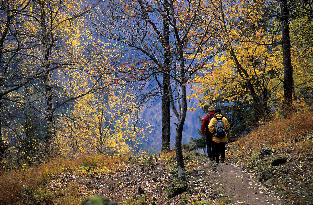 zwei Wanderer auf dem Sentiero Panoramico mit Bäumen im Herbstlaub, Bergell, Graubünden, Schweiz