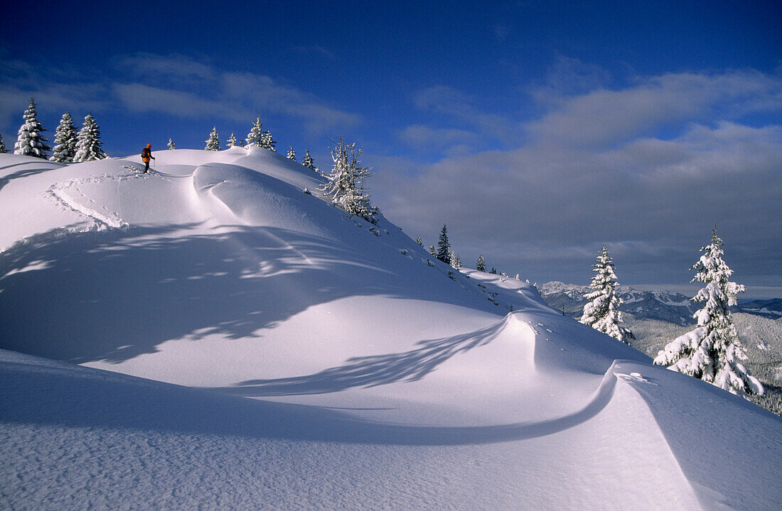 Wechten und frisch verschneite Fichten mit Skitourengeher am Schildenstein, Bayerische Voralpen, Oberbayern, Bayern, Deutschland