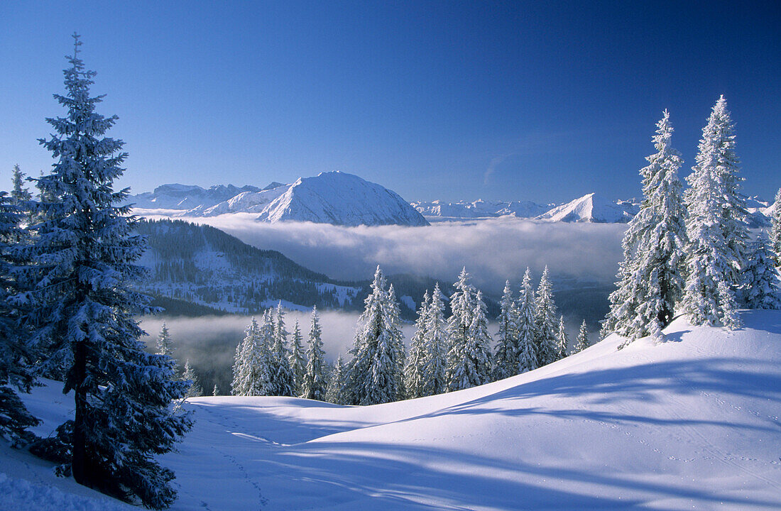 Deeply snow-covered scene with fir trees at Schildenstein with Rofan range in background, Bavarian alps, Tegernsee, Upper Bavaria, Bavaria, Germany