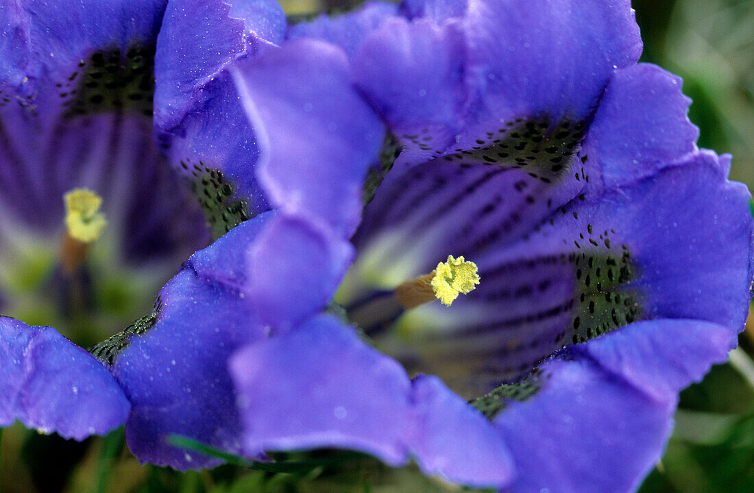 Gentian, Pfossental, Texel range, South Tyrol, Alta Badia, Italy