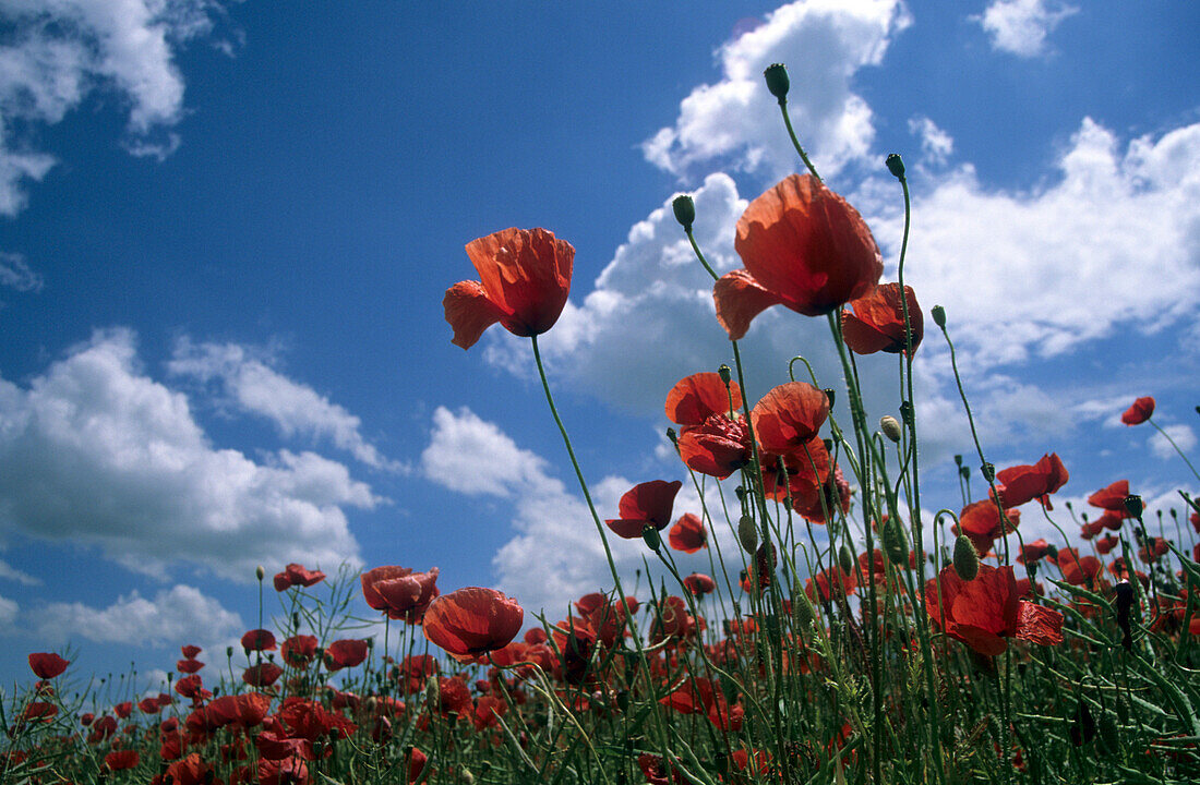 Poppies against blue sky, Garching, Upper Bavaria, Bavaria, Germany