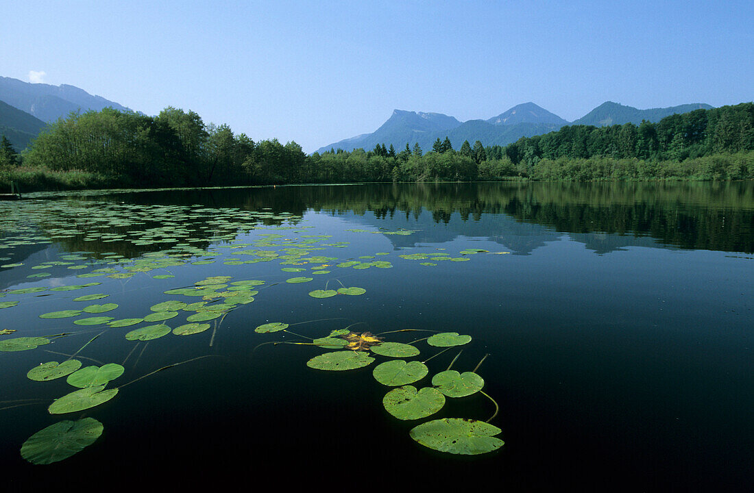 Lake Baernsee with lily pads, Zellerwand and Hochries in background, Chiemgau Alps, Bavaria, Germany