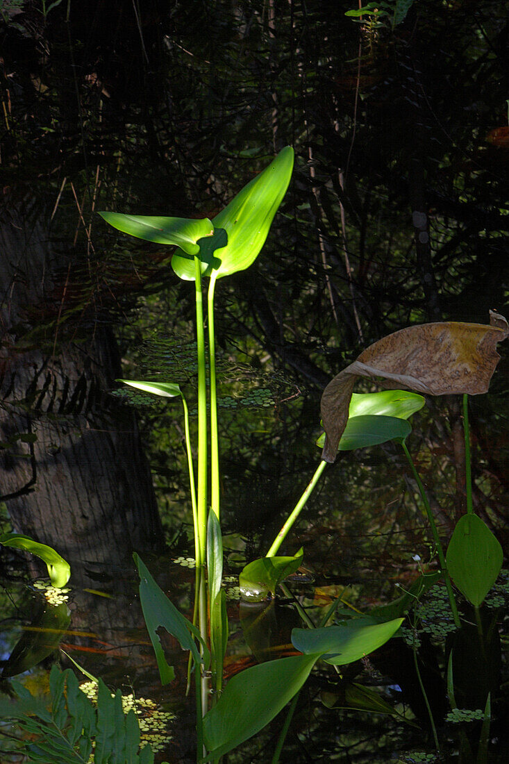 Shoot of a plant in the Audubon Corkscrew swamp near Naples, Florida, USA
