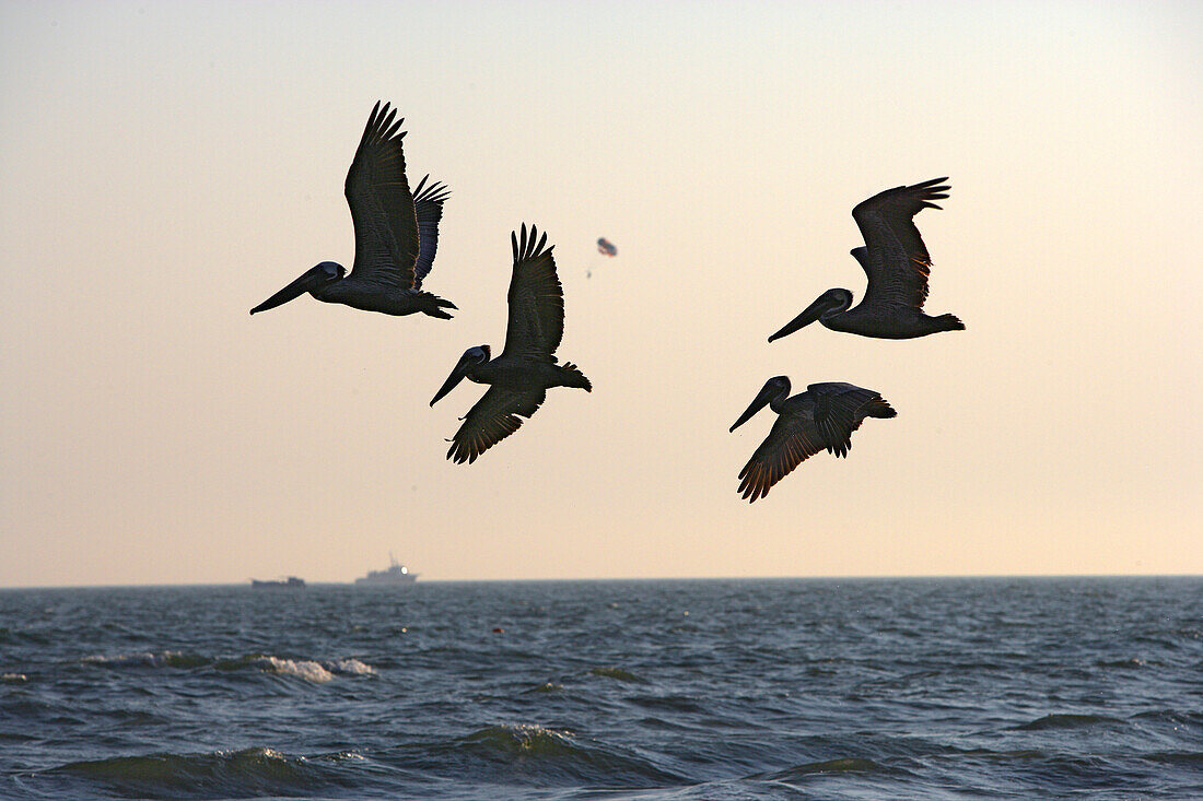 Pelicans at Ft. Myers Beach; florida, USA