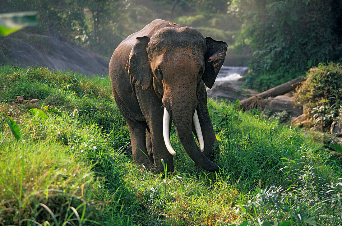 Elephant at an elephant's camp, Thailand, Asia