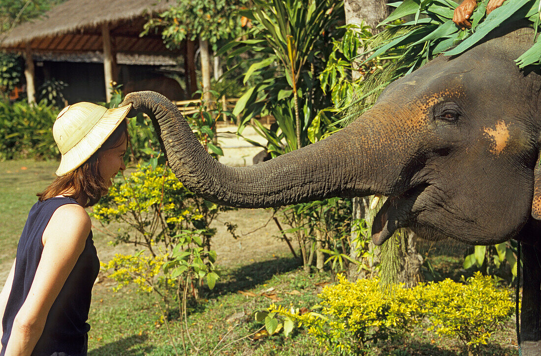 Dressierter Elefant stiehlt den Hut einer Touristin in einem Elefanten Camp, Thailand, Asien