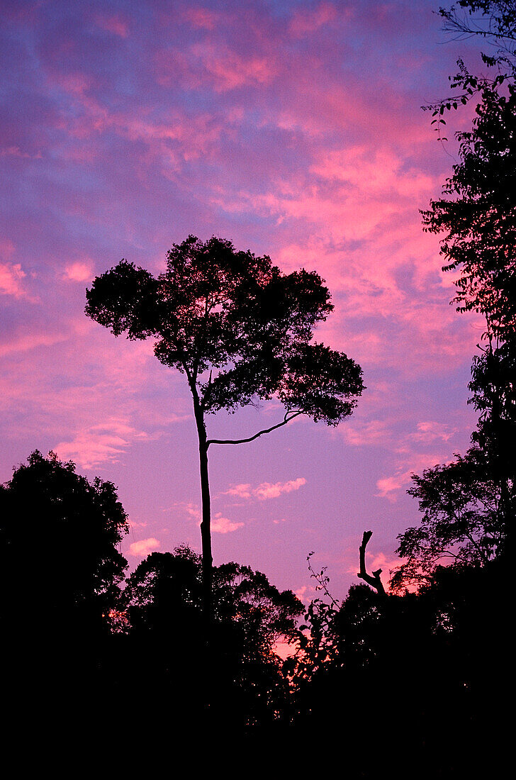 Sonnenuntergang im Regenwald, Borneo, Sarawak, Gunung Mulu NP, Malaysia