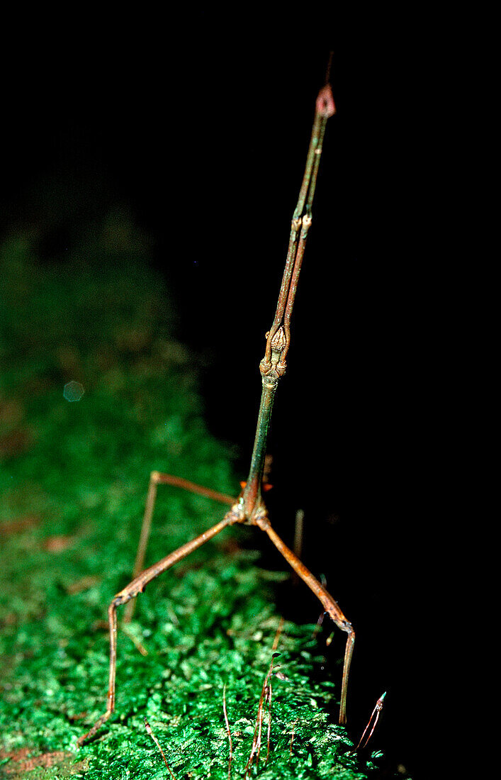 Stabheuschrecke, Phasmatidea, Phamida, Borneo, Sarawak, Gunung Mulu NP, Malaysia