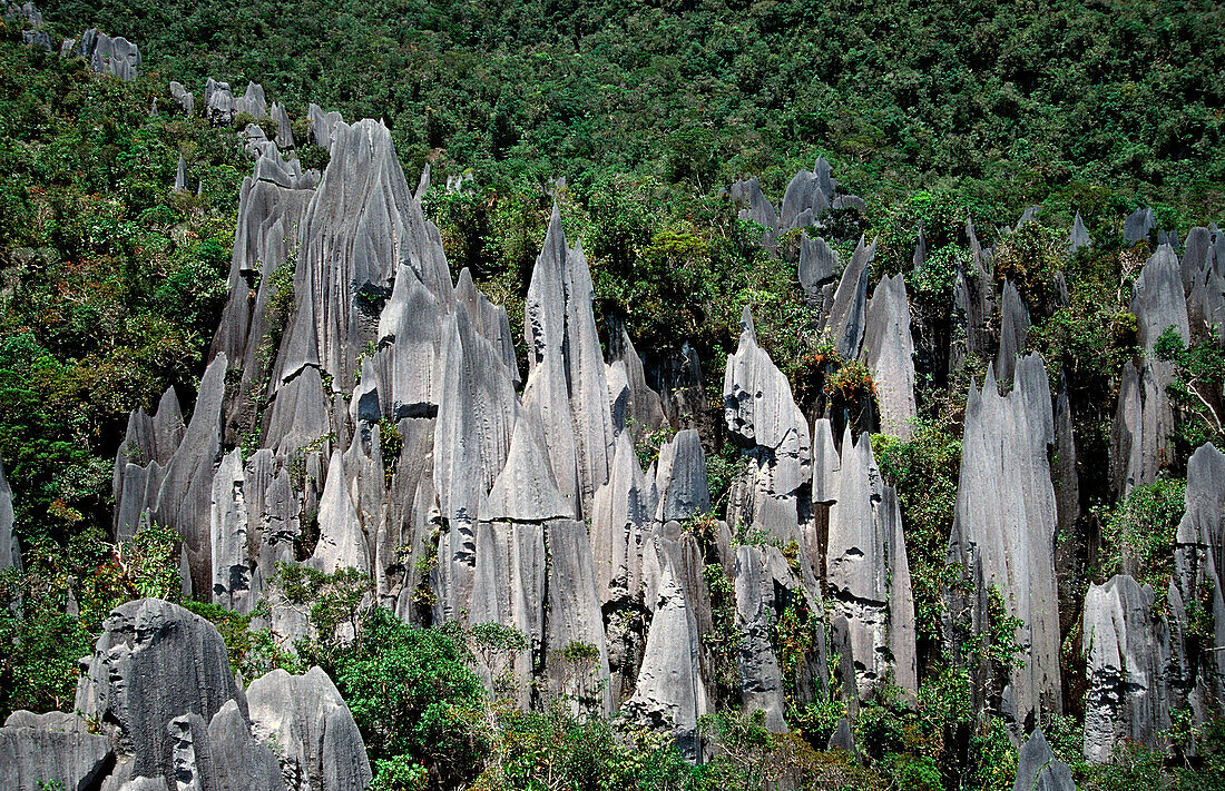 Kalksteinzinne, Borneo, Sarawak, Gunung Mulu NP, Malaysia