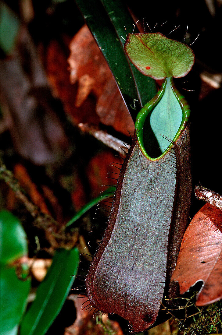 pitcher plant, Nepenthes tentaculata, Borneo, Sabah, Kota Kinabalu, Rafflesia Forest Reserve , Malaysia